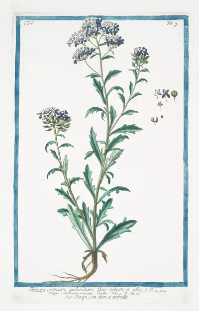 Thlaspi Creticum Quibusdam Flore Rubente Et Albo Thlaspi Con Fiori A Ombrella Pennycress From Crete
