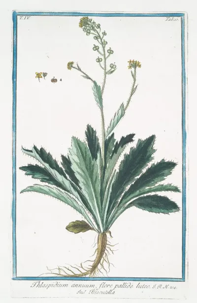 Thlaspidium Annuum Flore Pallide Luteo Biscutella Buckler Mustard