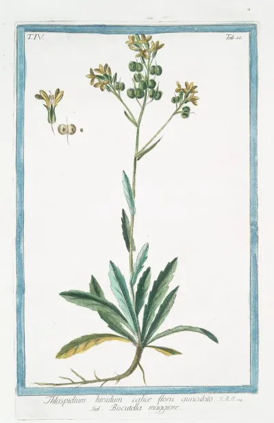 Thlaspidium Hirsutum Calice Floris Auriculato Biscutella Maggiore Hairy Pennycress