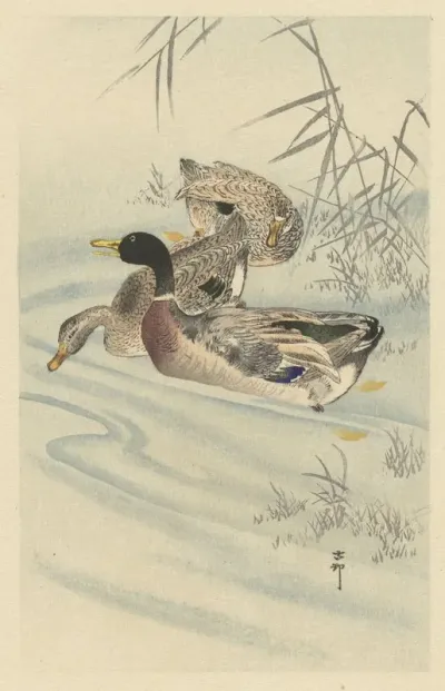 Three Ducks In Shallow Water With Reed