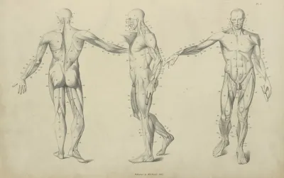 Three Poses Of Musculature