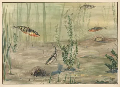 Three Spined Stickleback