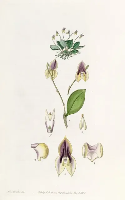 Three Toothed Lepanthes