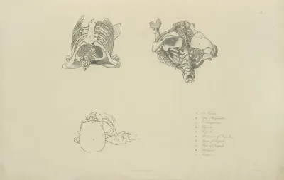 Three Views Of Bones Of Upper Torso