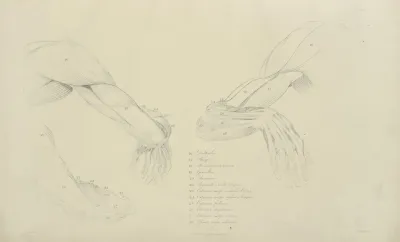 Three Views Of The Musculature Of The Arm