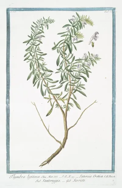 Thymbra Legitima Satureia Cretica Santoreggia Sarriete Summer Savory