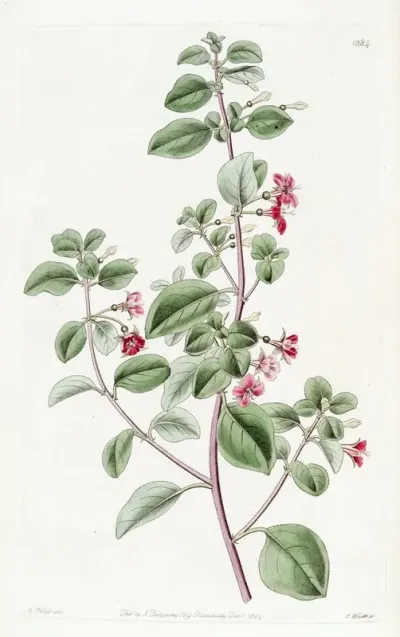 Thyme Leaved Fuchsia