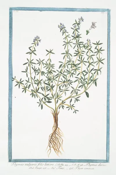 Thymus Vulgaris Folio Latiore Thymus Durius Timo Thym Commun Garden Thyme Common Thyme