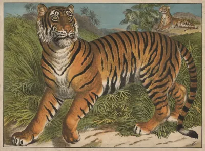 Tiger 16