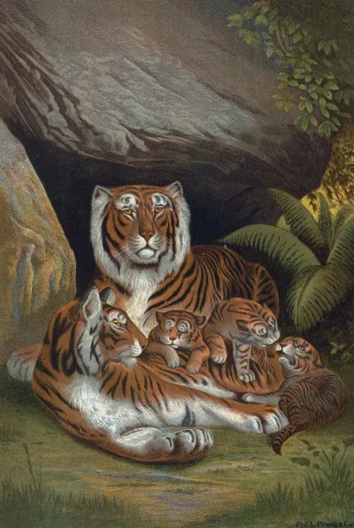 Tiger 6