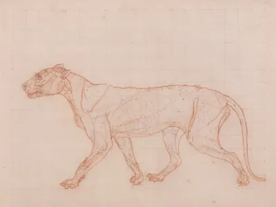 Tiger Body Lateral View 2