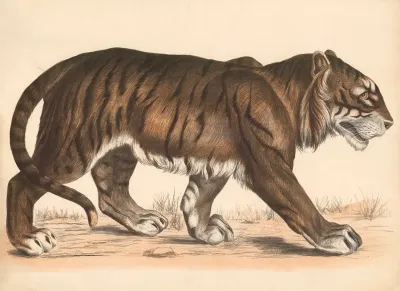 Tiger Felis Tigris