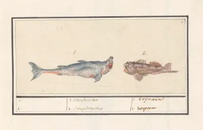 Tijgerhaai Carcharias En Een Schorpioenvis Scorpaenidae 1 Carcharias 2 Cataphractus 1 Requain