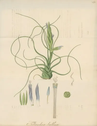 Tillandsia Bulbosa