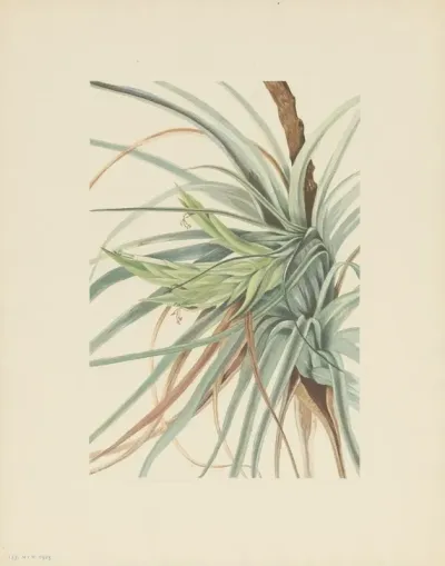 Tillandsia Tillandsia Fasciculata 2