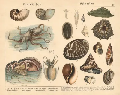 Tintenfische Schnecken