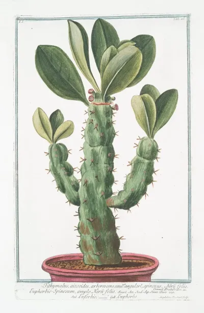 Tithymalus Aizooidesarborescens Caudce Angulari Spinosus Nerii Foliis Euphorbio Spinosum Ample Nerii Folio Euforbio Euphorbe