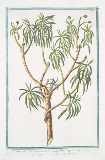 Tithymalus Americanus Arborescens Foliis Linriae Titimaglio Titimale