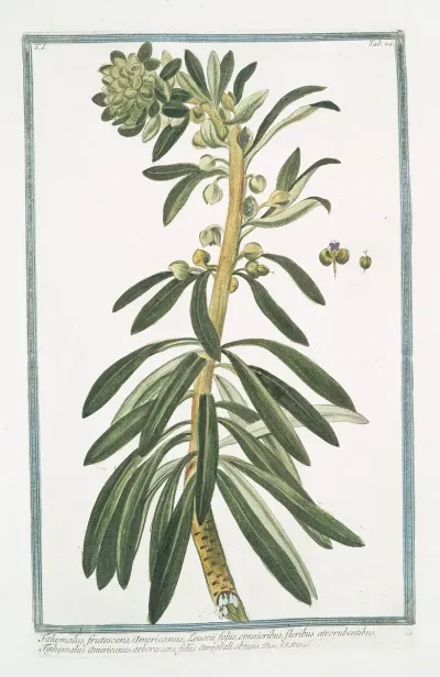 Tithymalus Frutescens Americanus Leucoii Foliis Crassioribus Floribus Atrorubentibus Tithymalus Americanus Arborescens Foliis Amygdali Obtusis
