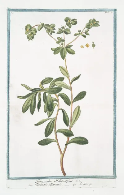 Tithymalus Helioscopius Titimalo Elioscopio Lepurge Wart Weed