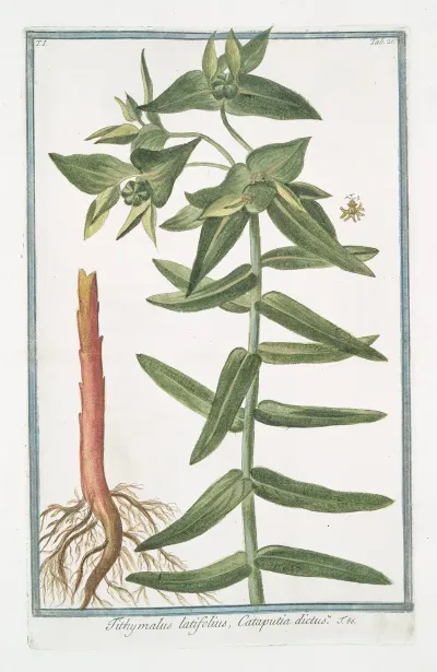 Tithymalus Latifolius Cataputiia Dictus