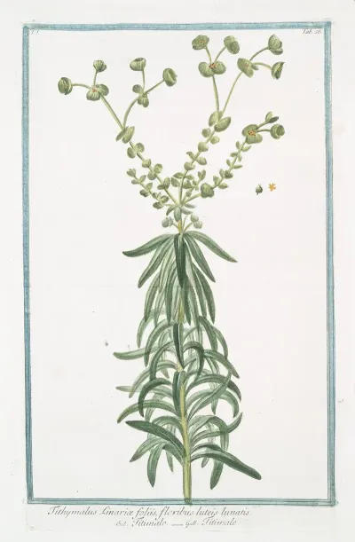 Tithymalus Linariae Foliis Floribus Luteis Lunatis Titimalo Titimale