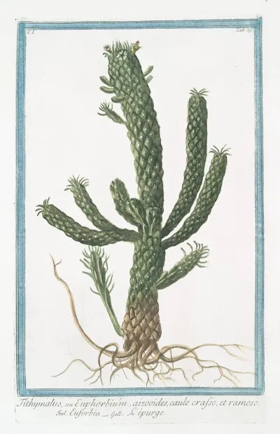 Tithymalus Seu Euphorbium Aizoodes Caule Crasso Et Ramoso Euforbio Lepurge