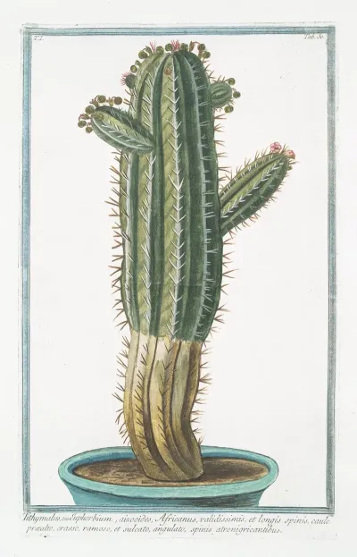 Tithymalus Seu Euphorbium Aizoooides Africanus Validissimis Et Longis Spinis Caule Praeato Crasso Ramoso Et Sulcato Angulato Spinis Atronigricantibus