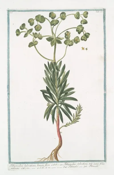 Tithymalus Sylvaticus Lunato Flore C B P Tithymalus Sylvaticus Toto Anno Folia Retinens Titimalo Titimale