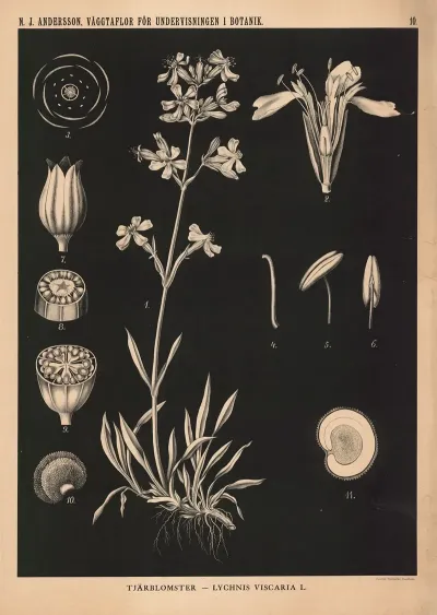 Tjarblomster Lychnis Viscaria L