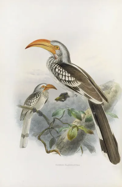 Tockus Flavirostris
