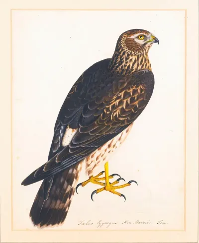 Together With A Portrait Of A Hen Harrier