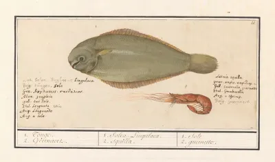 Tong Solea Solea En Roze Garnaal 1 Tonge 2 Geernaert 1 Solea Lingulaca 2 Squilla 1 Sole 2 Guernette