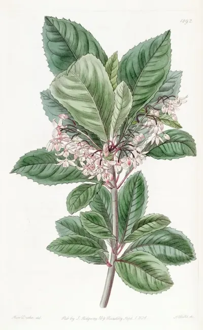 Tooth Leaved Ardisia