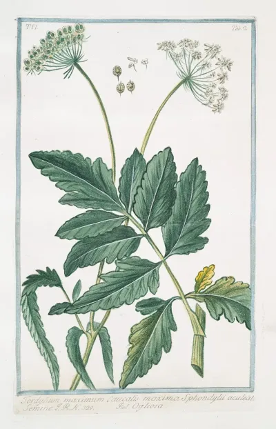 Tordylium Maximum Caucalis Maxima Sphondylii Aculeato Semine Ogliosa Hartwort