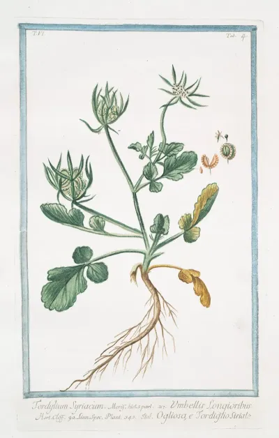 Tordylium Syriacum Umbellis Longioribus Ogliosa E Tordiglio Siriale Syrian Hartwort