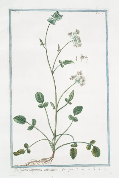 Tordyllum Alpinum Minimum Alpine Hartwort