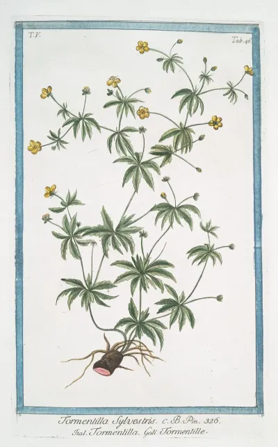 Tormentilla Sylvestris Tormentilla Tormentille Blood Root Shepherds Knot English Sarasaparilla Ewe Daisy