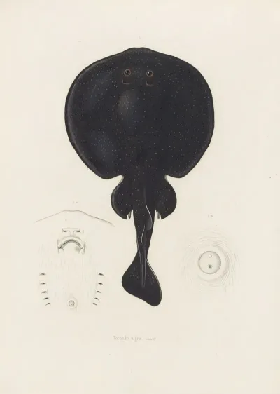 Torpedo Nigra