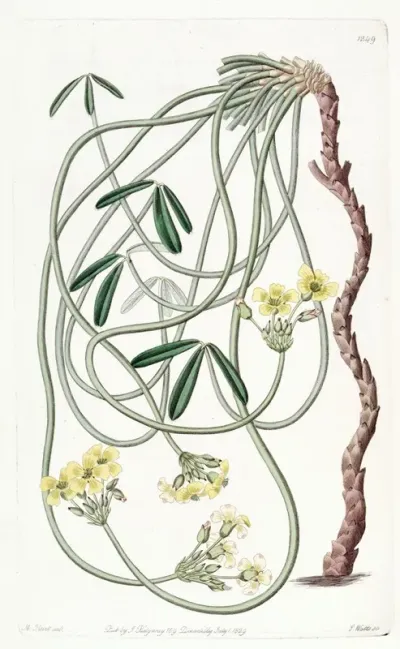 Tortuous Oxalis