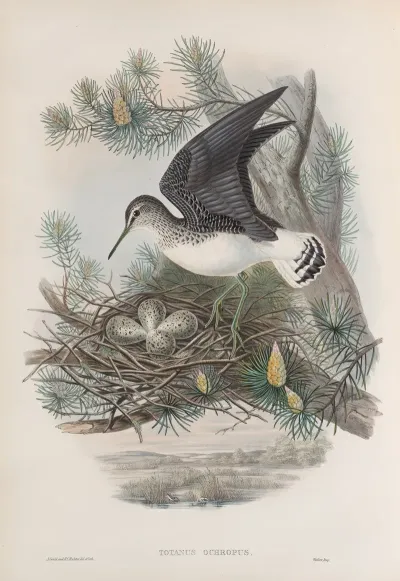 Totanus Ochropus Green Sandpiper
