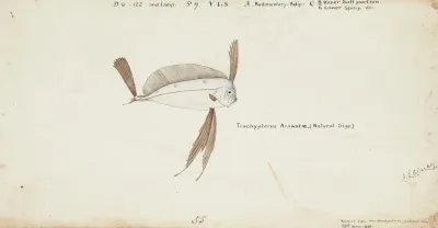 Trachipterus Trachypterus Nz Ribbonfish