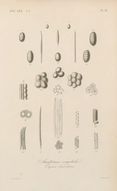Traite De Botanique Generale Pl 018