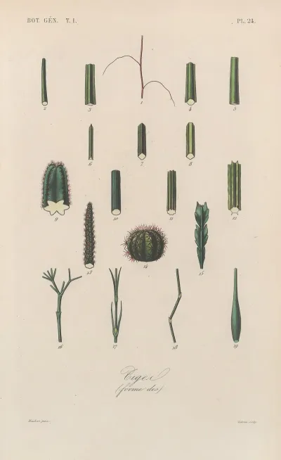Traite De Botanique Generale Pl 024