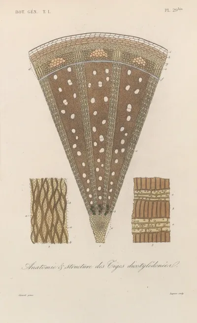 Traite De Botanique Generale Pl 030