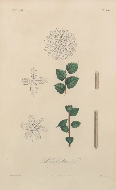 Traite De Botanique Generale Pl 044