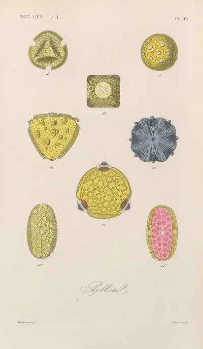 Traite De Botanique Generale Pl 064