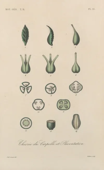 Traite De Botanique Generale Pl 067