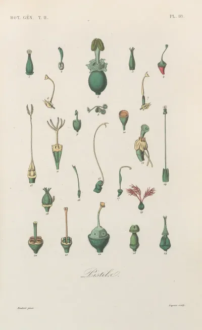 Traite De Botanique Generale Pl 069