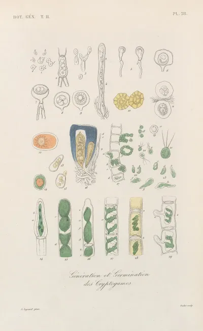 Traite De Botanique Generale Pl 079